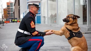Soldier Dog Loses  Leg In Afghanistan, Gets Honored For Bravery | The Dodo