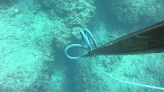 spearfishing israel подводная охота израиль средиземка