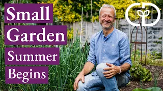 Small Garden Harvests and Successions in Early Summer