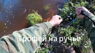 Эти рыбины гнут спиннинг в дугу! Попался первый трофей!  #fishing #спиннинг #голавльнаспиннинг