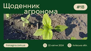 ОГЛЯД ПОСІВІВ СОЧЕВИЦІ ТА ЯРОЇ ПШЕНИЦІ / КИЇВЩИНА / Злакові блішки / ЩОДЕННИК АГРОНОМА #18