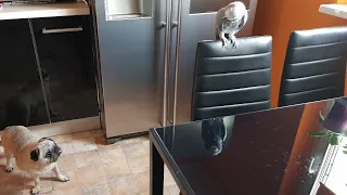 Попугай матершинник говорит с хозяином говорящий попугай Рико Жако