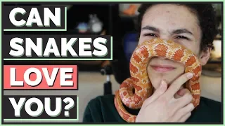 Can snakes love their owners?