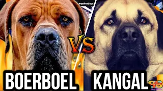Boerboel vs Kangal | Kangal vs Boerboel | Battle between Fearless Protectors | Billa Boyka |