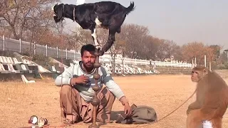 Bandar Aur Bakri Ka Khel - Funny Video | Comedy Video From My Phone