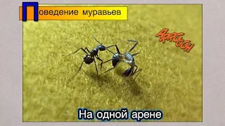 Поведение разных колоний на одной арене ● camponotus vs myrmicaria