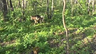 притравка по вольному барсуку