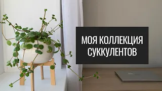 Моя Коллекция Суккулентов