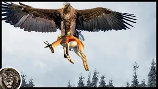 EAGLE - Dangerous Killer Attacking Deer and Wolves / Eagle VS Fox, Hare and Snake