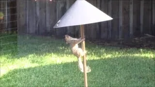 Test of Squirrel Baffle - Keep Squirrels Out of Your Bird Feeders!