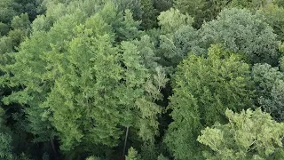 DJI Mini2 SE 2.7k forrest footage