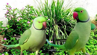 Parrot sound video| Tanishu Singh Miniature @ParroTube