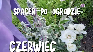 SPACER PO OGRODZIE W CZERWCU 🌺  MÓJ ZWYCZAJNY PROSTY OGRÓD 🌺 CZY TAŚMY NA ŚLIMAKI SIĘ SPRAWDZIŁY.