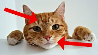 26 Surprising Facts About TABBY CATS