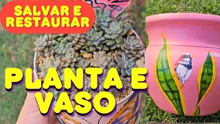 DICAS PARA SALVAR E RESTAURAR PLANTA E VASO