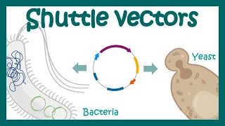 shuttle vectors  | How do shuttle vectors work? | What is the purpose of a shuttle vector?