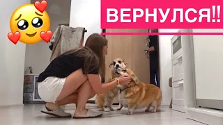 ТАФФИ ВЕРНУЛСЯ! Воссоединение с собаками❤️️ Экспериментирую на кухне😁