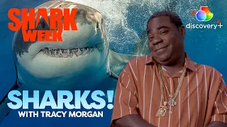 The Perfect Snack for a Great White! | Sharks! with Tracy Morgan | discovery+