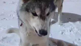 Хаски и Маламут на вечерней прогулке, очень красиво/ Husky and malamute are on a walk, very beutiful