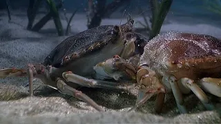 Arthropods - Blue Crab Molting