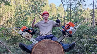 Валка Многолетнего Дуба бензопилой Stihl 361