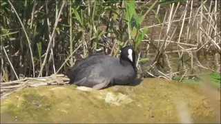 対岸で発見！右の羽根先がなく仲間もいない😢頑張ってご飯をたべる！オオバン君🖤ふぁいと！！🤍