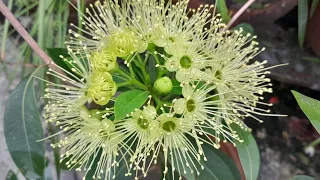 best plant for beginners | how to grow golden penda #gardening