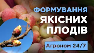 Перші підживлення у саду. Мікроелементи по листу для закладання урожаю | Агроном 24/7