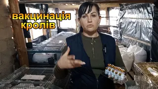 Вакцинація кролів. Як та чим вакцинувати кролів. Розведення кроликів