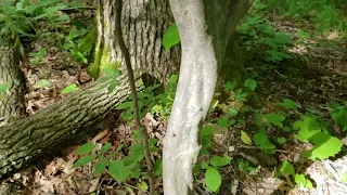 ID That Tree: American Hornbeam