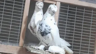 Узбекские голуби Pigeons الحمام Tauben  merpati کبوتر 鴿子 ハトkaʙūtar güvercinler porumbei 6/05/24