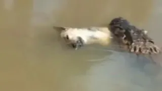 Vídeo Jacaré comendo cachorro Fred e o jacare na lagoa | Video Alligator eating dog crocodilo