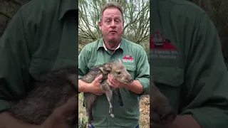 Animal Experts in Tucson Arizona rescues a baby javelina