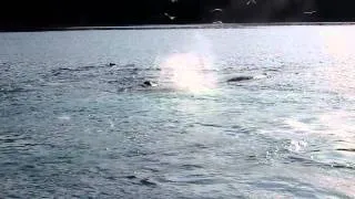 Whales bubble net feeding in Juneau Alaska