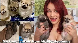 Pomeranian puppies- from birth to 2 months