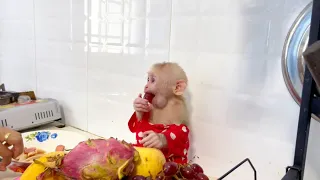 Baby monkey Miker eating fruit when mother busy cooking