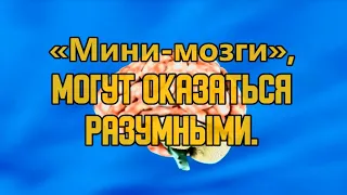 Мини мозги