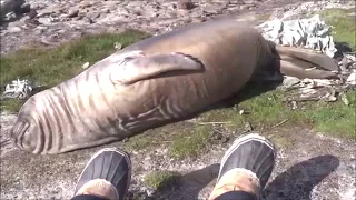 Fat seal rolls down hill ft. CrazyRussianHacker