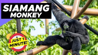 Siamang - Just 1 Minute! 🐒 The Most Unique Monkey On Earth