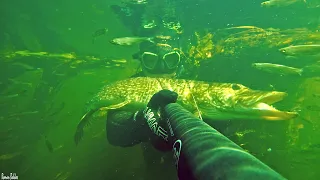 Подводная охота " САМАЯ ЧИСТАЯ ПОЛНАЯ РЫБЫ РЕКА ". Добыли трофей🐟 Щука, Линь, Жерех, Лещ, Голавль.