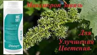 Для Улучшения Цветения - Максикроп Завязь