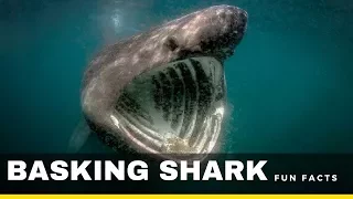 basking shark facts for kids – interesting facts and information about sharks