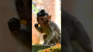 Cute Baby Monkey #monkey #animals