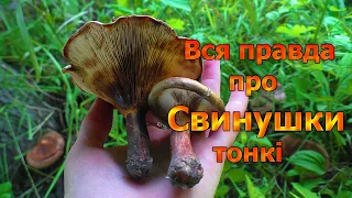 СВИНУШКИ ТОНКІ (Піддубники, коровники) Paxillus involutus. Чи можна їсти гриби Свинушки