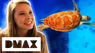 Bindi Irwin Releases Sea Turtle Back Into The Wild | Crikey! It's The Irwins