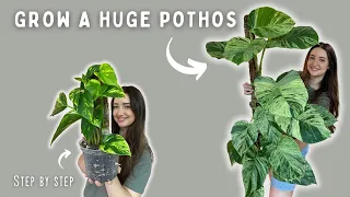 Sharing all my Secrets! Golden Pothos Moss Pole Tutorial Start to Finish!