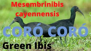 CORÓ CORÓ Green Ibis