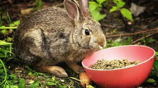 Can Goats Eat Rabbit Food? 🐰 (Health Benefits/Risks)