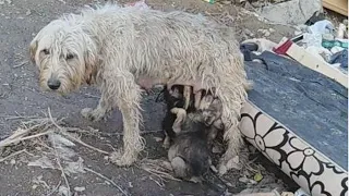 The mother look at us begging for help her puppies was dumped at the garbage and fallen into well