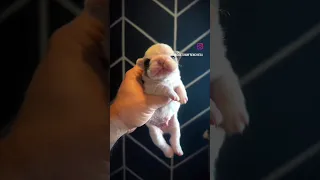 So Cuteness 🥰😍 white 🤍 Black 🐻‍❄️ Colour Pitbull Dog 🐕🐕 #pitbull #viral  #shorts #youtubeshorts #dog